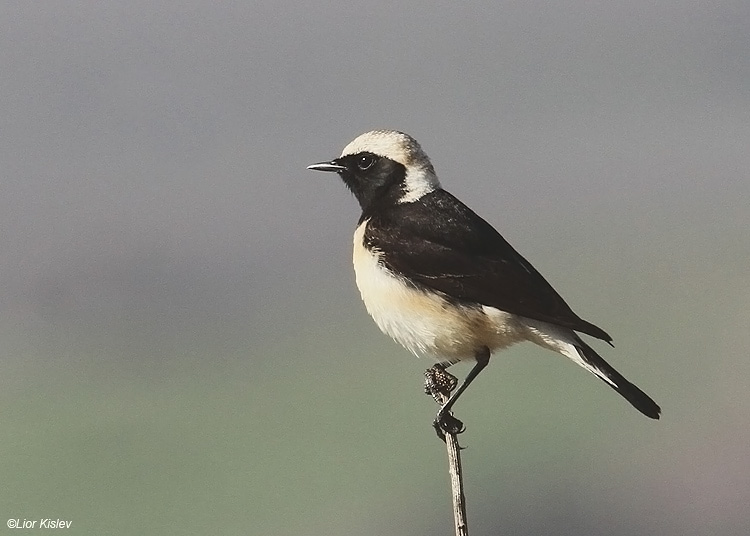   Cyprus Wheatear  Oenanthe cypriaca ,Bacha valley ,Golan.29-03-11 Lior Kislev          